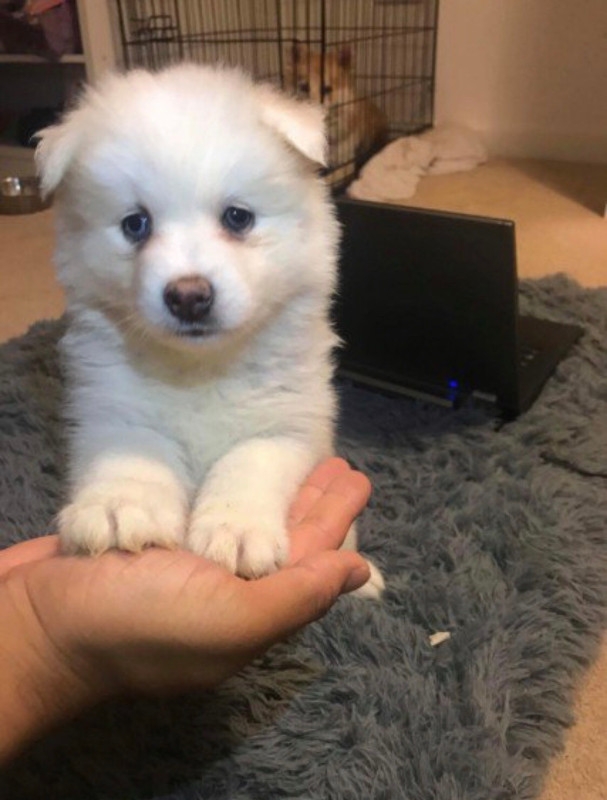 Amazing Pomsky pup needs a home
