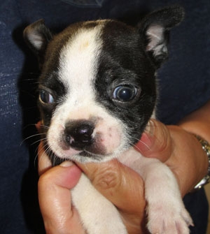 Boston Terrier pups M/F  Black/white or Red/white