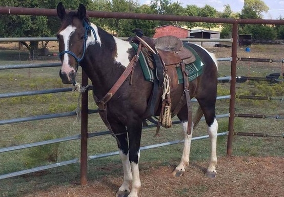 Fun gelding on the trail